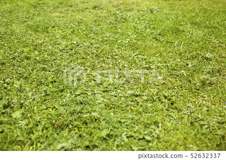 mowed young grass on the playground background mowed young grass on the playground background 52632337