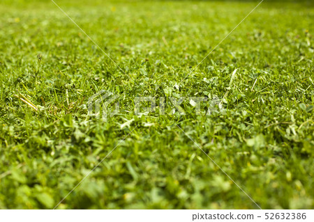mowed young grass on the playground background mowed young grass on the playground background 52632386