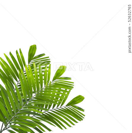 Palm leaf isolated on white background Palm leaf isolated on white background 52632765