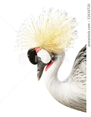 Grey crowned crane isolated on white background 52638720