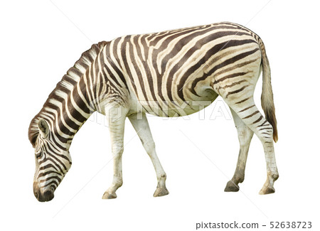 Zebra isolated on white backgroun 52638723