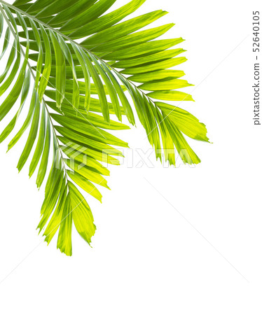 Green palm leaves isolated on white background Green palm leaves isolated on white background 52640105