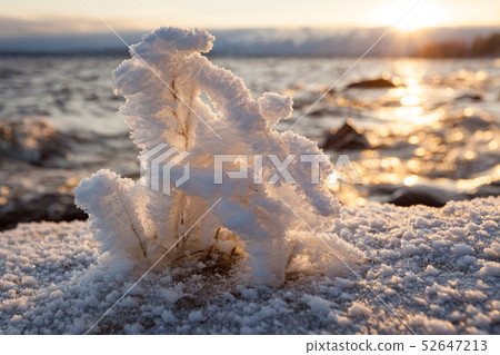 Small plant frozen in lake shore at cold winter morning 52647213