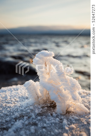 Small plant frozen in lake shore at cold winter morning 52647273