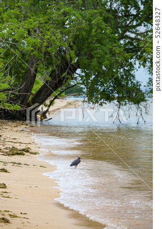Dark heron bird in beach at Bali 52648327