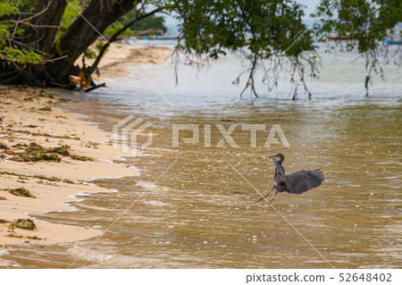 Dark heron bird in beach at Bali 52648402