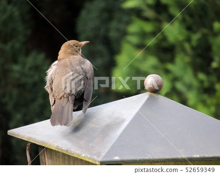 Blackbird, Turdus merula, on a garden lamp 52659349