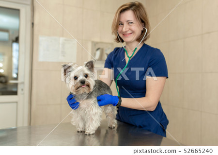 Beautiful doctor vet small cute dog breed 52665240