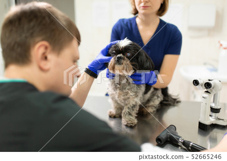 A veterinary ophthalmologist makes a medical A veterinary ophthalmologist makes a medical 52665246
