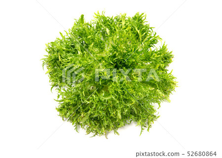 Chicory frize 52680864