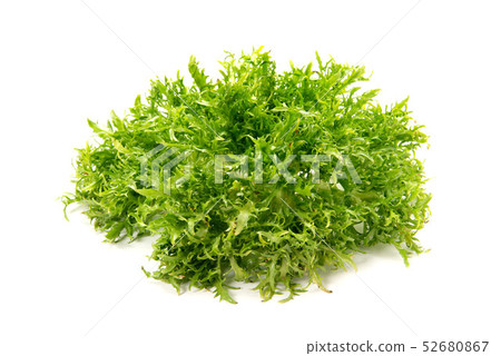 Chicory frize 52680867