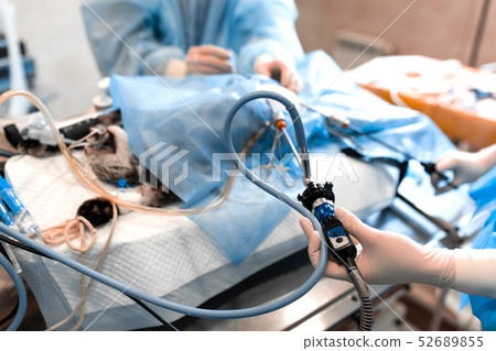 veterinarian or doctors doing surgery in the veterinarian or doctors doing surgery in the 52689855