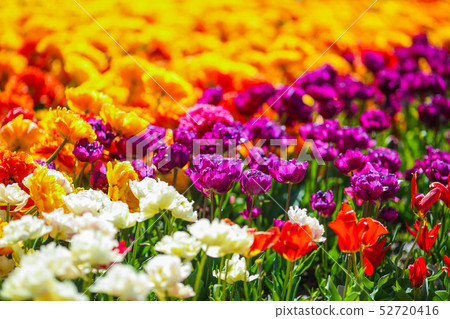 Flower field in with blue sky the sunny morning. Flower field in with blue sky the sunny morning. 52720416