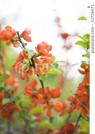 flowering spring quince bush with red flowers flowering spring quince bush with red flowers 52726471