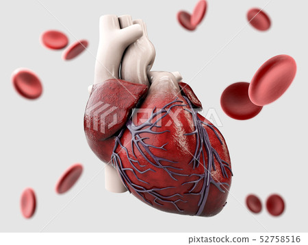 3d Illustration of Anatomy of Human Heart Isolated on gray 3d Illustration of Anatomy of Human Heart Isolated on gray 52758516