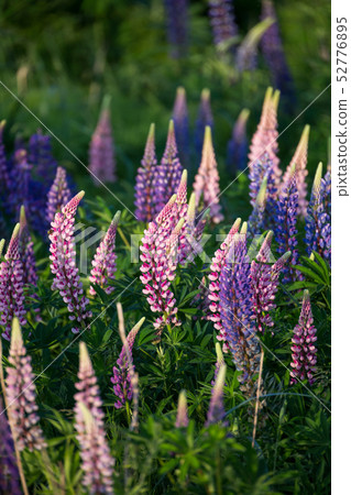 Lupinus 52776895