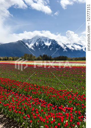 Tulip Field Tulip Field 52777151