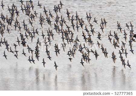 Dunlin 52777365