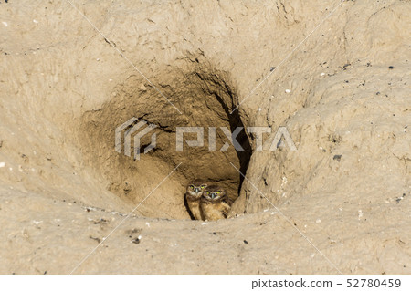 Burrowing Owl 52780459
