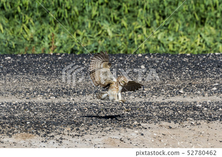 Burrowing Owl 52780462