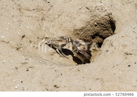 Burrowing Owl 52780466