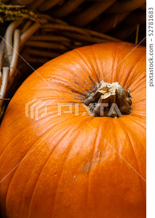 orange oval big pumpkin part autumn seasonal 52781683