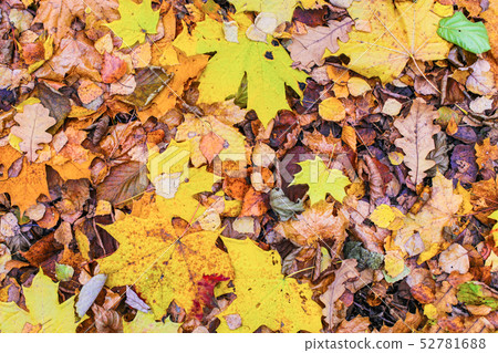 foliage autumn landscape fallen background 52781688