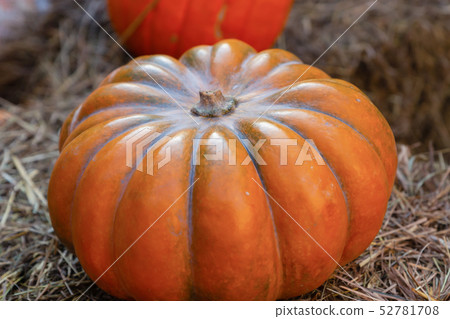 orange pumpkin autumn vegetable symmetrical ribbed 52781708