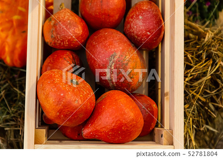 wooden box full of pumpkins orange mini vegetable 52781804