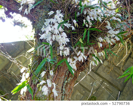 Sekkoku flower 52790736