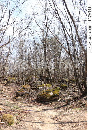 Kotogahara wetland hiking course in spring Kotogahara wetland hiking course in spring 52795414