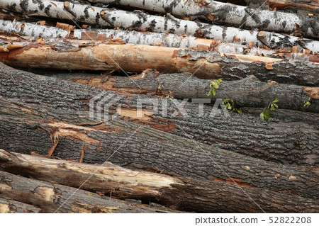 oak birch stack horizontal tree trunks background 52822208