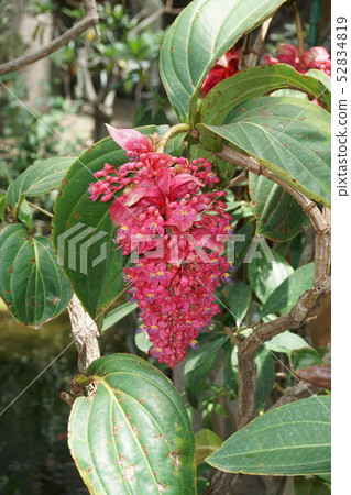 麥地那壯麗 麥地那壯麗 52834819