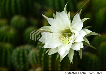 White flower of Echinopsis subdenudata. 52853699