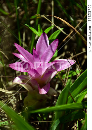 Siam Tulip or Summer Tulip in natural forest 52853702