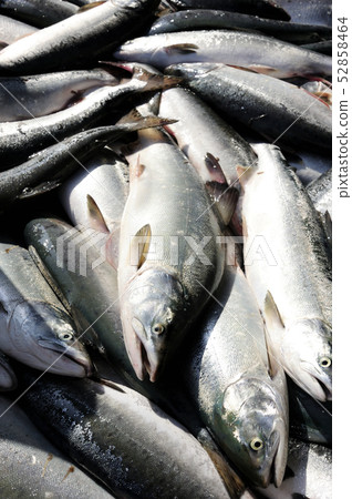 Colorful masses Colorful masses 52858464