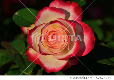 Rose (Double Delight) 181027pm3: 50 Rose (Double Delight) 181027pm3: 50 52878749