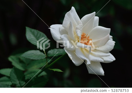 Rose(Shimada的記憶)161010am 10:45 Rose(Shimada的記憶)161010am 10:45 52878753