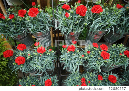 Carnation  52880257