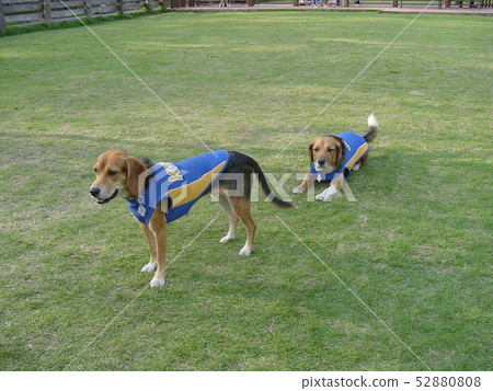 Beagle dog run lawn dog dog dressed in clothes lined dog Beagle dog run lawn dog dog dressed in clothes lined dog 52880808