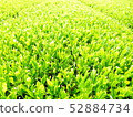 新茶 52884734