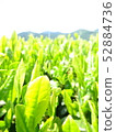 新茶 52884736