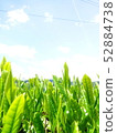 新茶 52884738