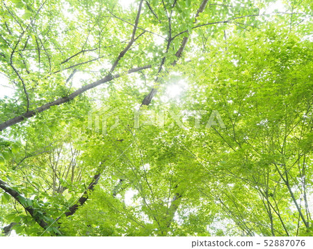 Blue maple Blue maple 52887076