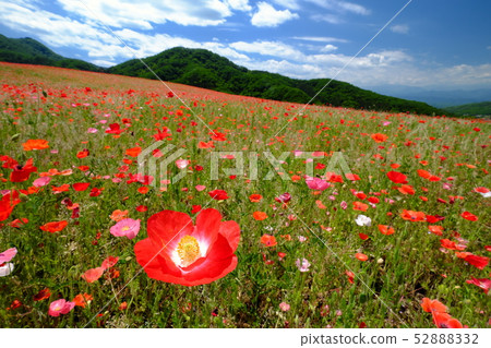 Chichibu Takahara Ranch Poppy in the sky Chichibu Takahara Ranch Poppy in the sky 52888332