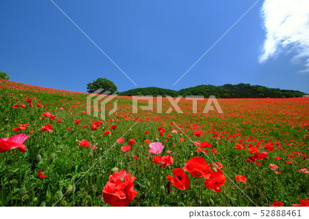Chichibu Takahara Ranch Poppy in the sky Chichibu Takahara Ranch Poppy in the sky 52888461