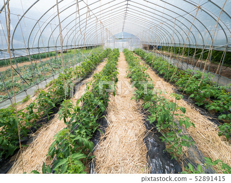 House cultivation of tomatoes House cultivation of tomatoes 52891415