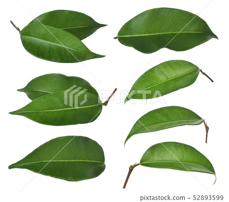 set of green leaf isolated on white background set of green leaf isolated on white background 52893599