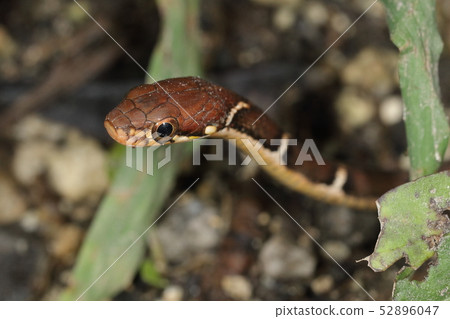 Creatures Reptile Yaeyama hiba, it has a pretty face, but a strong type. Operation seems to be quick Creatures Reptile Yaeyama hiba, it has a pretty face, but a strong type. Operation seems to be quick 52896047