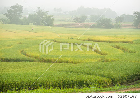 Rice field with pathway in the morning Rice field with pathway in the morning 52907168